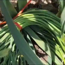 马上上市