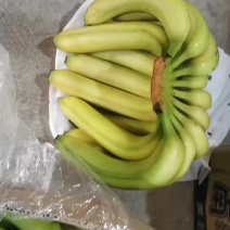 国产精品广东蕉，青蕉，二黄蕉，货源充足，二黄蕉，需预订
