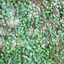 抱石莲，声明:我地只产正宗小圆叶，十几年专业，质量好！
