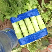 尖叶莴笋山东临沂市郯城莴苣货源充足，有需要提前联系张胜雨