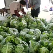 精品牛心包菜