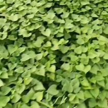 济二六红薯苗产地直发质优价廉