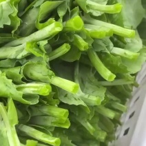 精品新鲜豆苗预售中营养价值丰富