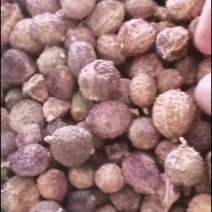 砂仁壳砂砂仁皮手剥砂仁