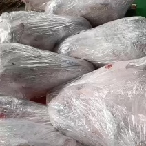 鲜马头