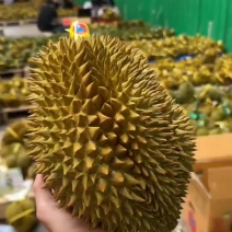 榴莲一件代发金枕榴莲托曼尼榴莲甲仑榴莲一件代发
