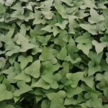 求购19脱毒红薯苗要量大。