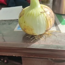 河南新野精品黄皮洋葱可对接电商商超批发市场欢迎选购