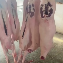 羊腔子带皮羊腔子单只在60斤以上速冻发货干货无水