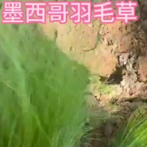 墨西哥羽毛草杯苗