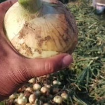 南阳洋葱黄皮洋葱大量上市一手货源欢迎咨询