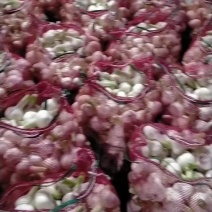 扒皮蒜大量上市欢迎订购，价格随行收货