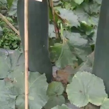 冬瓜