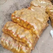 土豆种子