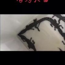 40至50公分湾鳄苗
