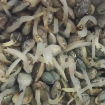 辽宁东港三禾水产精品花蛤