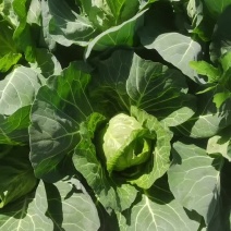 莲花菜，热卖中