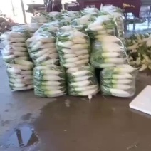 甘肃大棚绿萝卜大量上市需要的联系我。