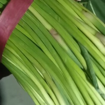 聊城钉扎苔耐运输耐存代发全国周边有个大型冷庫方便