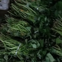 原种脱毒烟薯高剪苗，脱毒苗产量高