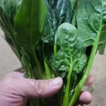 露天菠菜大量上市，叶片好，黑亮，需要的老板可以下手了，