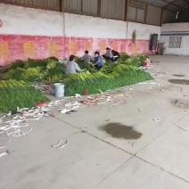 红帽蒜薹