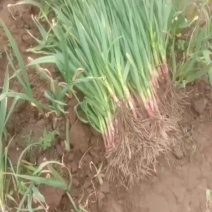 现挖价格便宜