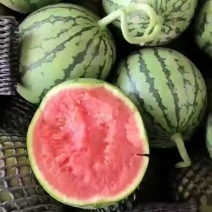 砀山早春红玉大量现货质量好价格便宜欢迎各位老板前来采