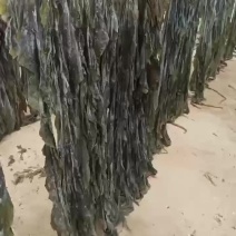 福建无沙干海带挂菜，大量出售，全国各地发货，批发