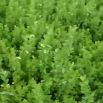 卫茅