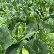 高山陆地种植、无公害，无农药残留，绿色食品，口感很好细腻