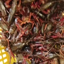 兴化市龙虾，蟹塘虾，敢与任何地方的虾比质量比肉质比发货死