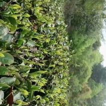 绿茶龙井