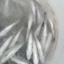 生态海鲈鱼