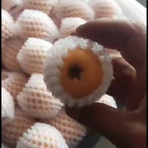 大五星枇把大量上市，皮薄肉厚多汁，颜色好味道甜，果面干净