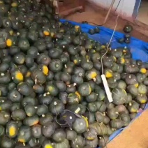 贝贝南瓜