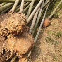 湖南郴州楠竹刚竹黄金竹毛竹