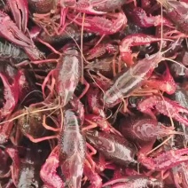 江苏兴化小龙虾，肉质好有弹性，发货死亡率低