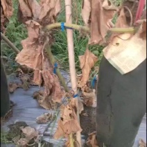 冬瓜