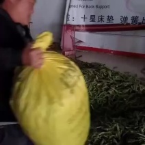 精品油豆、红豆、白豆！优质质量、一手货源！