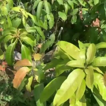 景东晚芒芒果苗景东晚熟芒果香甜可口。