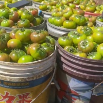 盘锦产草莓柿子大量下货，价格急剧下降，精品果现在5元钱一