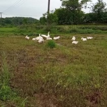 鹅