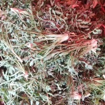 东北野生荠荠菜
