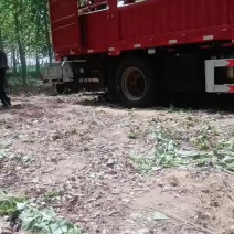 接着发车，大量出售107速生杨树苗