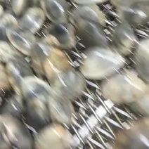 辽宁东港三禾水产精品花蛤