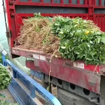 河北省保定市雄县慧谷种薯拔苗