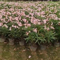2304花圃供应粉花夹竹桃40-60cm高杯苗绿