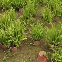 2304苗圃供应肾蕨30-60cm高盆苗排骨草绿