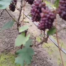 河北茉莉香葡萄对接商超团购电商，批发商供应链量大从优